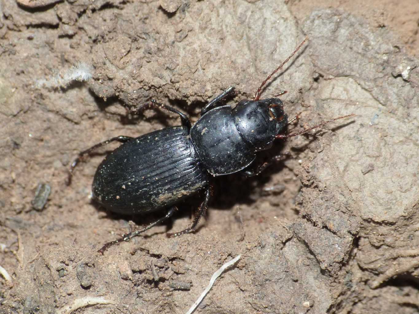 Acinopus megacephalus